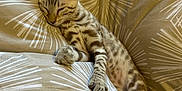 Athène a rejoint le concours — aidez-le/la à gagner de superbes lots ! cat, kitten, sleeping, resting, feline, pet, animal, bed, cushion, pattern, beige, striped, spotted, cute, cozy, indoor, relaxed, soft, paw, whiskers