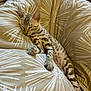 cat, kitten, sleeping, resting, feline, pet, animal, bed, cushion, pattern, beige, striped, spotted, cute, cozy, indoor, relaxed, soft, paw, whiskers