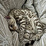 Athène a rejoint le concours — aidez-le/la à gagner de superbes lots ! cat, feline, pet, animal, sleeping, resting, striped, spotted, fur, whiskers, tail, paws, cozy, blanket, bed, indoor, cute, relaxed, soft, comfort