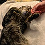 cat, tabby, pet, animal, sleeping, relaxed, hand, human, blanket, fur, paw, indoor, cozy, comfort, cuddle, rest, cute, feline, soft, domestic