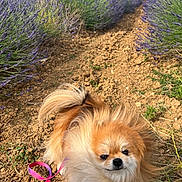 Luli a rejoint le concours — aidez-le/la à gagner de superbes lots ! dog, fluffy, leash, lavender, flowers, path, dirt, outdoor, nature, greenery, pet, small_dog, fur, canine, field, summer, sunlight, garden, cute, animal