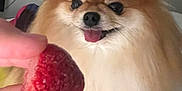 Luli a rejoint le concours — aidez-le/la à gagner de superbes lots ! dog, pomeranian, fluffy, indoor, hand, strawberry, fruit, pet, animal, cute, tongue_out, fur, face, closeup, expression, waiting, focus, background, nail, skin