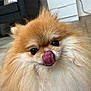 dog, pomeranian, fluffy, tongue, licking, indoor, pet, cute, animal, fur, face, nose, eyes, small_dog, canine, companion, domestic, adorable, mammal, portrait