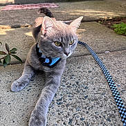 Dusty is registered to the contest to win money with this photo: cat, gray_cat, pet, leash, collar, outdoor, concrete, door, doormat, plant, sunlight, yellow_eyes, stretching, fur, whiskers, sidewalk, home, house_exterior, curiosity, animal