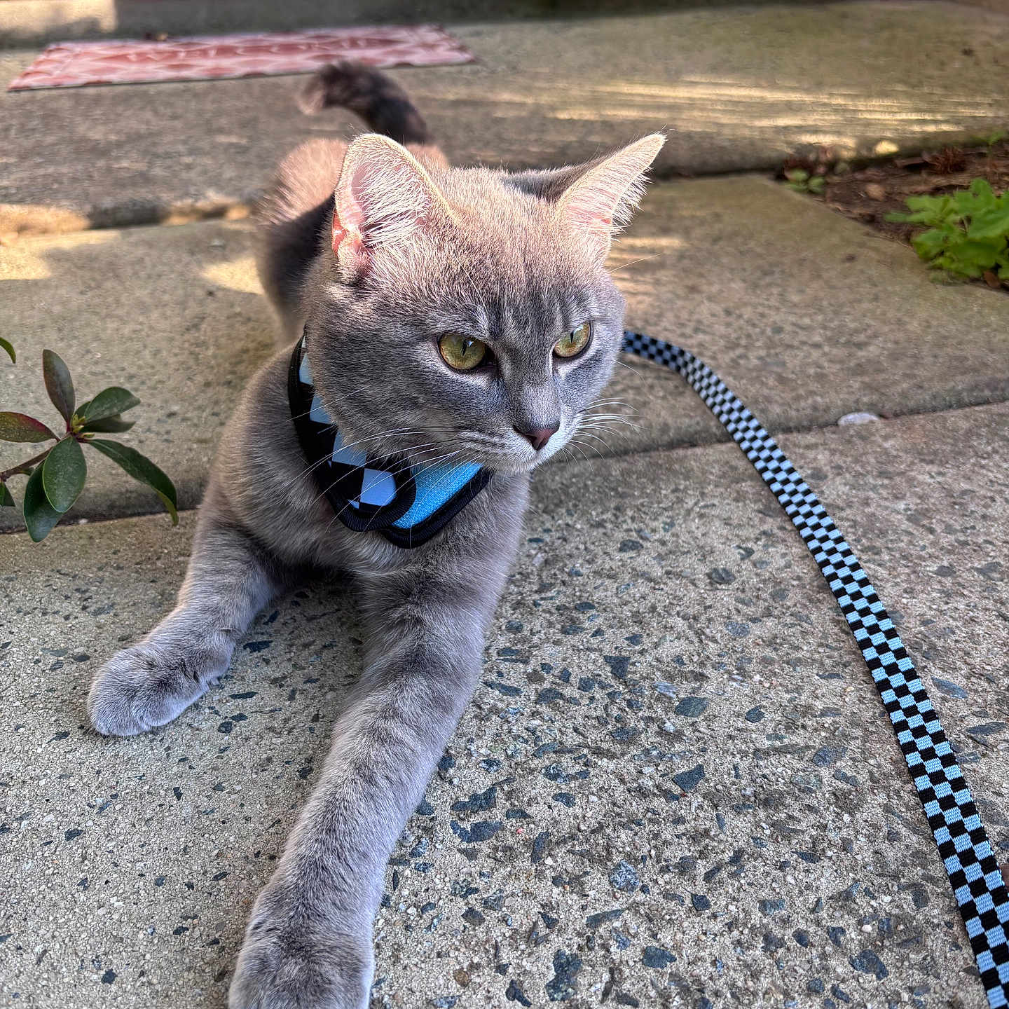 Dusty