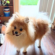 Simba joined the competition — help win amazing prizes! dog, pomeranian, fluffy, pet, indoor, wooden_floor, treat, mouth, happy, smiling, small_dog, brown, white, door, grass, green_lawn, sunlight, house, playful, animal