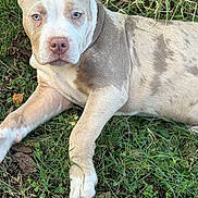 Kobe is registered to the contest to win money with this photo: dog, puppy, grass, outdoor, lying_down, blue_eyes, pink_nose, short_fur, closeup, paw, muzzle, ears, portrait, pet, animal, relaxed, yard, summer, cute, friendly