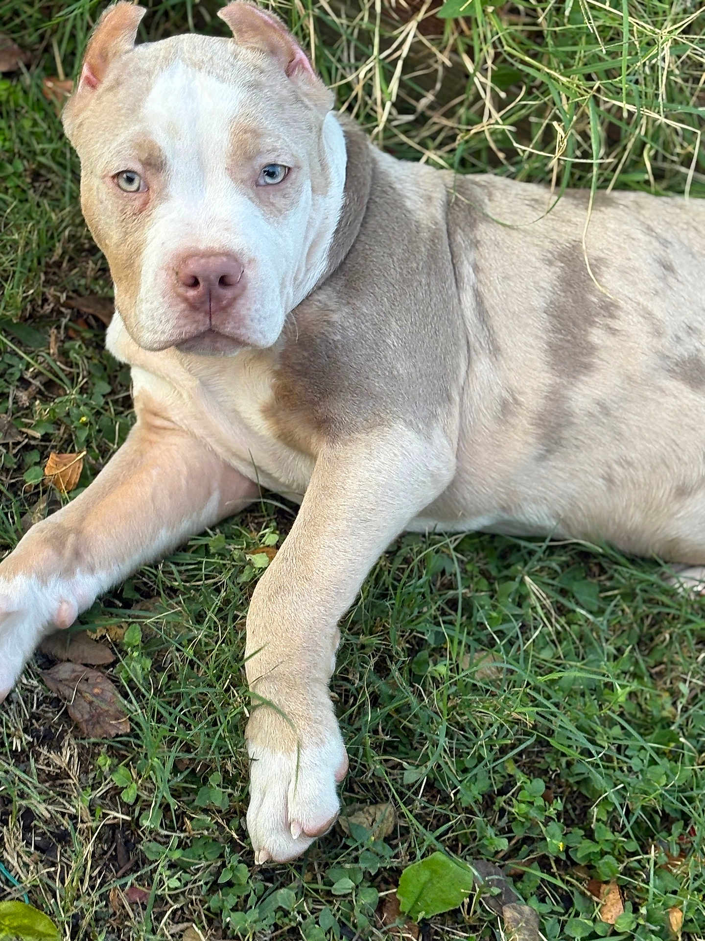 Kobe is registered to the contest to win money with this photo: dog, puppy, grass, outdoor, lying_down, blue_eyes, pink_nose, short_fur, closeup, paw, muzzle, ears, portrait, pet, animal, relaxed, yard, summer, cute, friendly