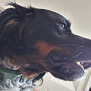 Syrius a rejoint le concours — aidez-le/la à gagner de superbes lots ! dog, close_up, side_profile, collar, happy, teeth, indoor, person_partial, black_fur, brown_fur, pet, canine, animal, whiskers, snout, tongue, fur, portrait, house, light