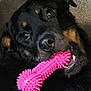 animal, background, black_fur, brown_markings, chew_toy, close_up, cute, dog, fur, indoor, looking_up, lying_down, mouth, nose, pet, pink_toy, playful, rottweiler, teeth, texture