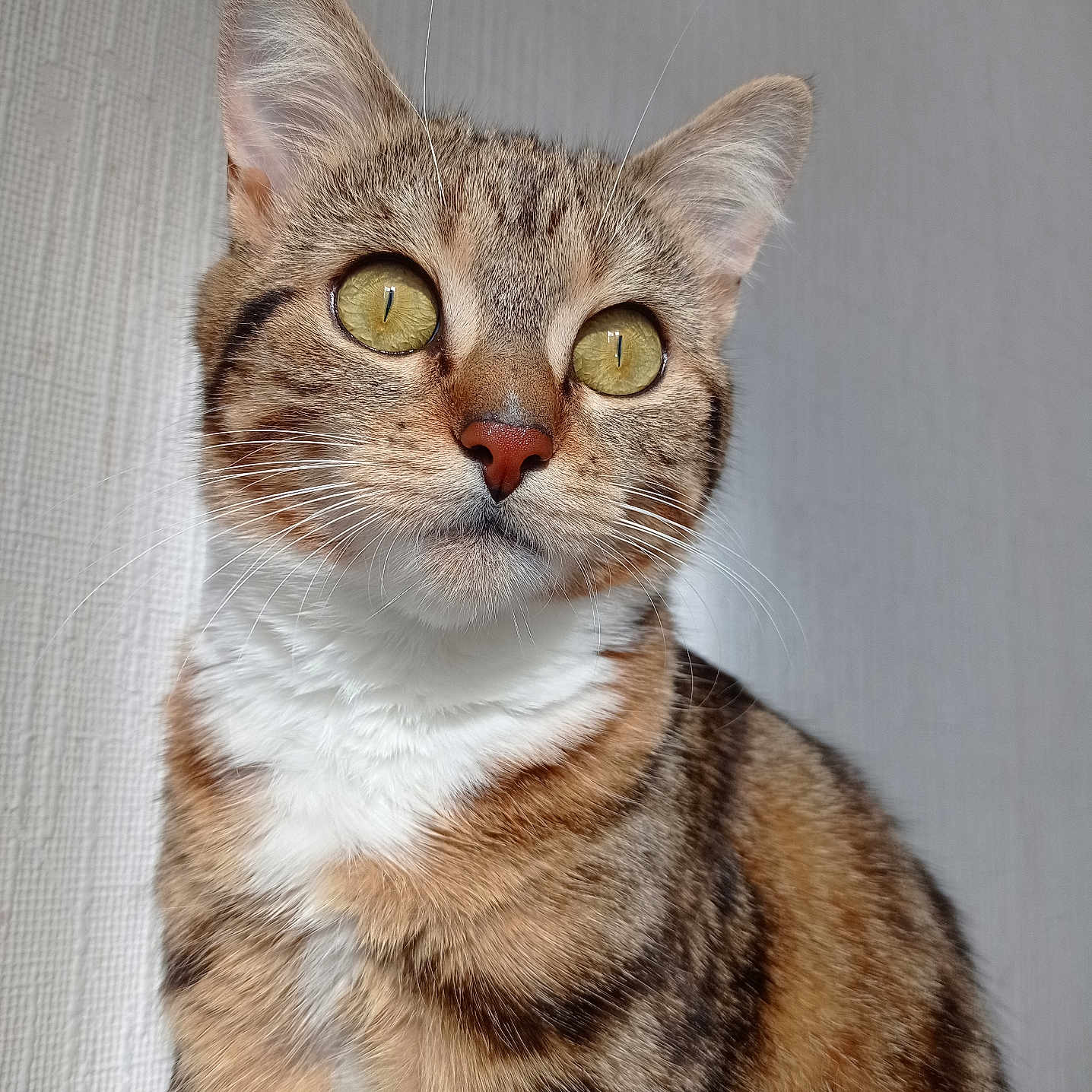 Cookie participe au concours pour gagner de l'argent avec cette photo : abyssinian, angora, animal, cat, egyptiancat, kitten, manx, pet