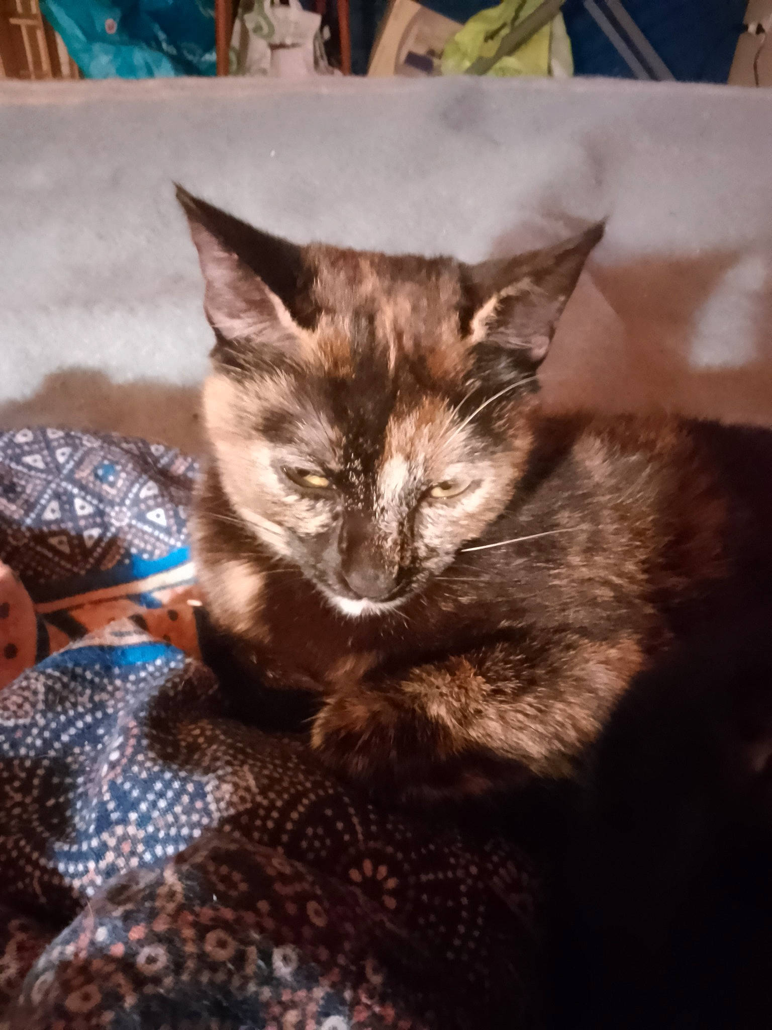 Mia participe au concours pour gagner de l'argent avec cette photo : carnivore, cat, cat_supply, claw, comfort, domestic_short_haired_cat, fawn, felidae, fur, small_to_medium_sized_cats, snout, tail, terrestrial_animal, whiskers