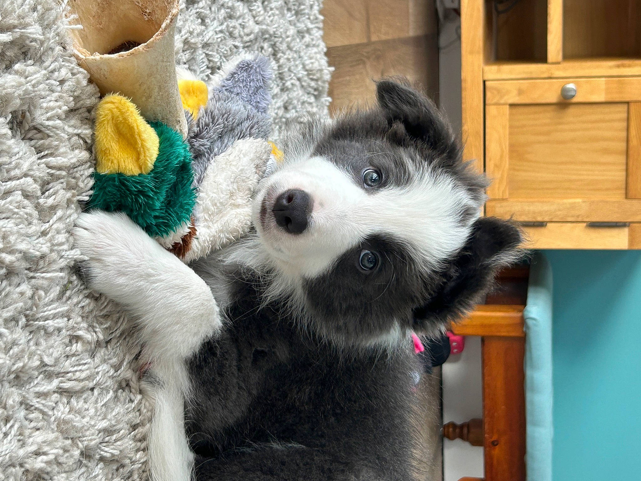 Arlo is registered to the contest to win money with this photo: cabinetry, canidae, carnivore, companion_dog, cupboard, dog, dog_breed, dog_supply, fur, herding_dog, snout, sporting_group, terrestrial_animal, whiskers, wood, wool, woolen, working_animal, working_dog