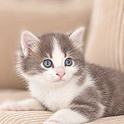Bibou a rejoint le concours — aidez-le/la à gagner de superbes lots ! kitten, cat, gray_fur, white_fur, blue_eyes, fluffy, cute, adorable, animal, pet, lying_down, paws, whiskers, pink_nose, indoors, cushion, beige_background, portrait, closeup, relaxed