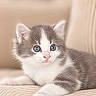 kitten, cat, gray_fur, white_fur, blue_eyes, fluffy, cute, adorable, animal, pet, lying_down, paws, whiskers, pink_nose, indoors, cushion, beige_background, portrait, closeup, relaxed