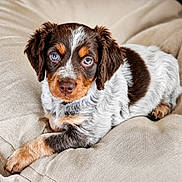 Baia participe au concours pour gagner de l'argent avec cette photo : puppy, dog, animal, pet, blue_eyes, fur, brown, white, black, cute, cushion, resting, indoors, close_up, young, portrait, looking, laying, soft, adorable