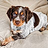 puppy, dog, animal, pet, blue_eyes, fur, brown, white, black, cute, cushion, resting, indoors, close_up, young, portrait, looking, laying, soft, adorable