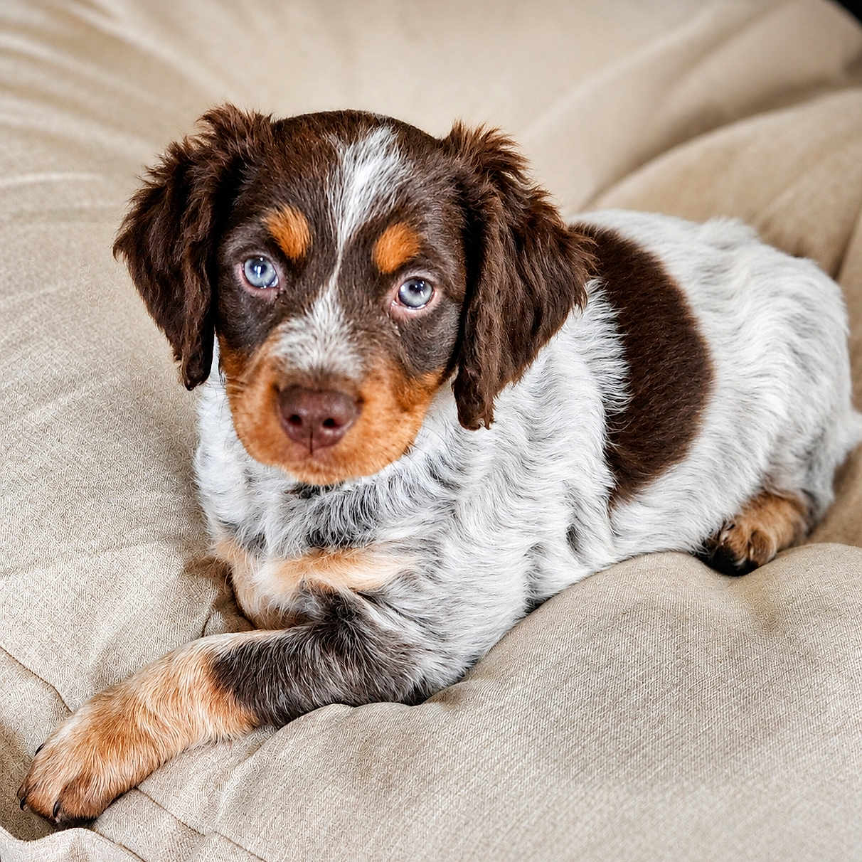 Baia participe au concours pour gagner de l'argent avec cette photo : puppy, dog, animal, pet, blue_eyes, fur, brown, white, black, cute, cushion, resting, indoors, close_up, young, portrait, looking, laying, soft, adorable