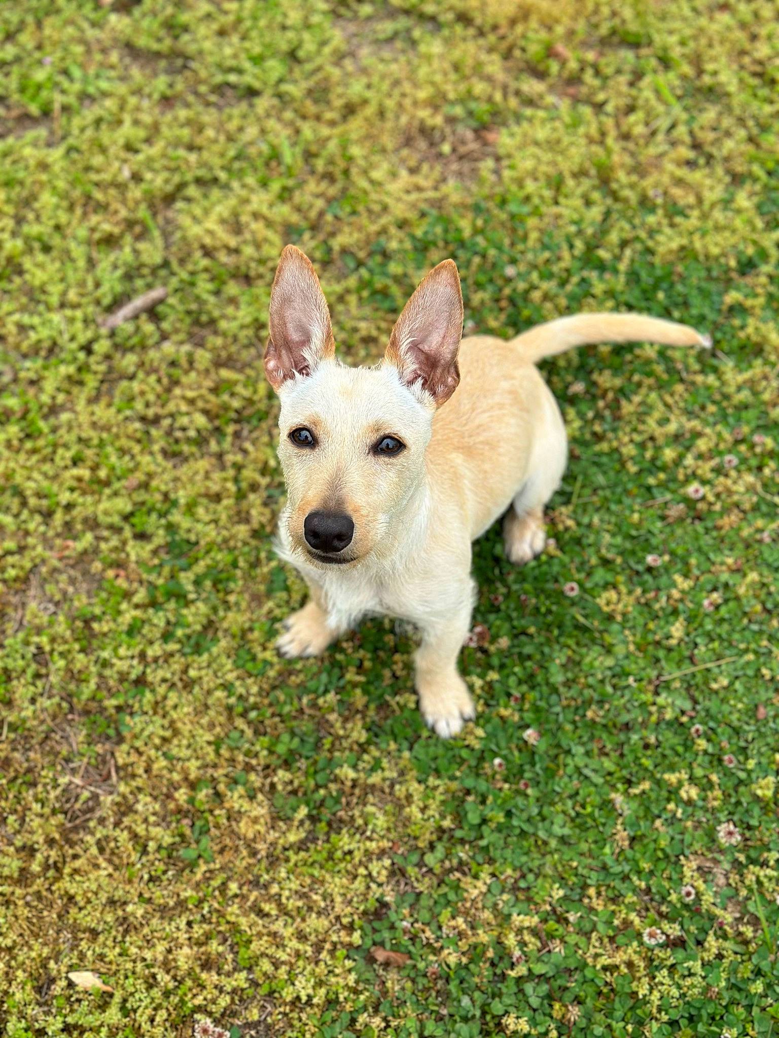 Kane is registered to the contest to win money with this photo: canidae, carnivore, companion_dog, dog, dog_breed, fawn, grass, grassland, groundcover, non_sporting_group, pasture, plant, snout, soil, sporting_group, tail, terrestrial_animal, terrier, toy_dog, working_animal