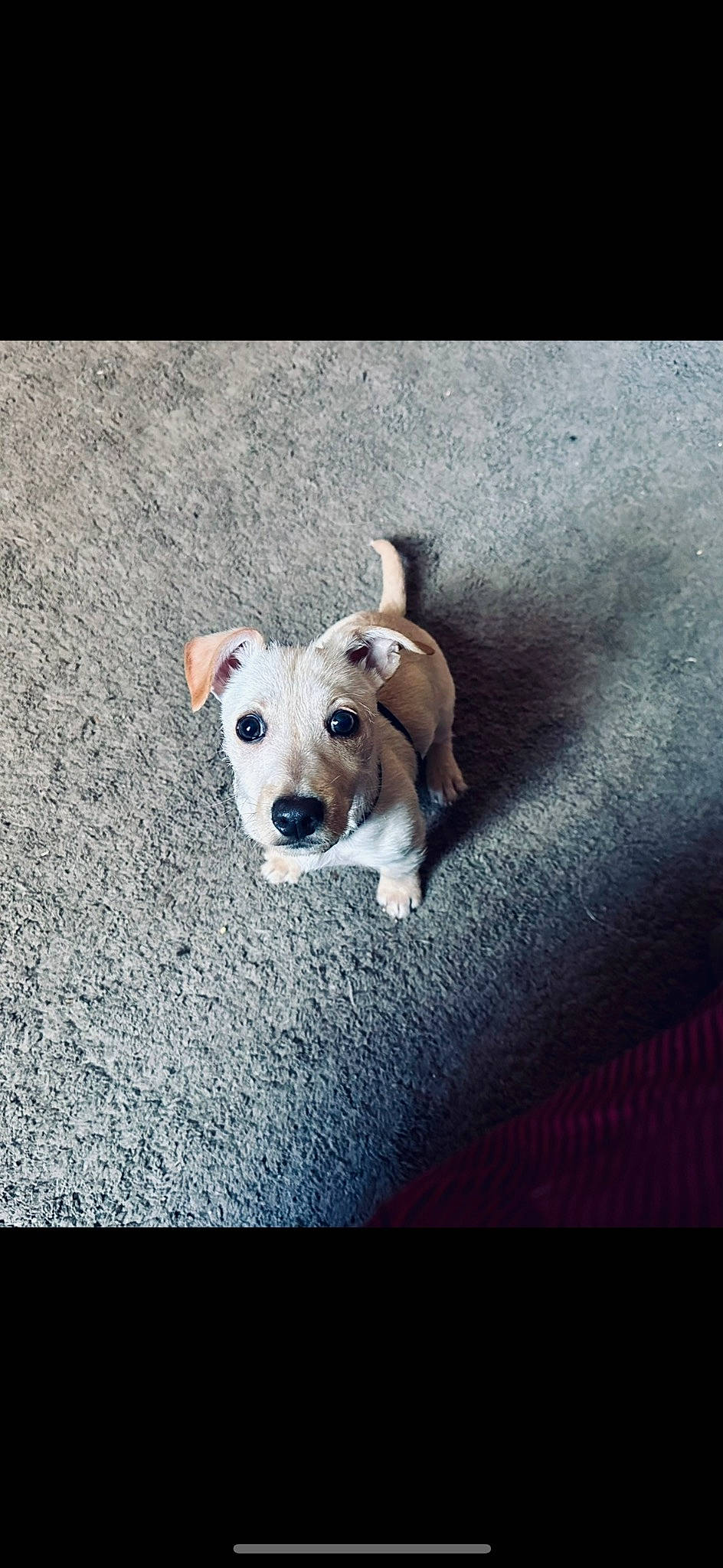 Kane is registered to the contest to win money with this photo: asphalt, carnivore, collar, companion_dog, darkness, dog, dog_breed, dog_clothes, dog_collar, fawn, flash_photography, font, paw, pet_supply, photo_caption, road_surface, shadow, tail, toy_dog, working_animal