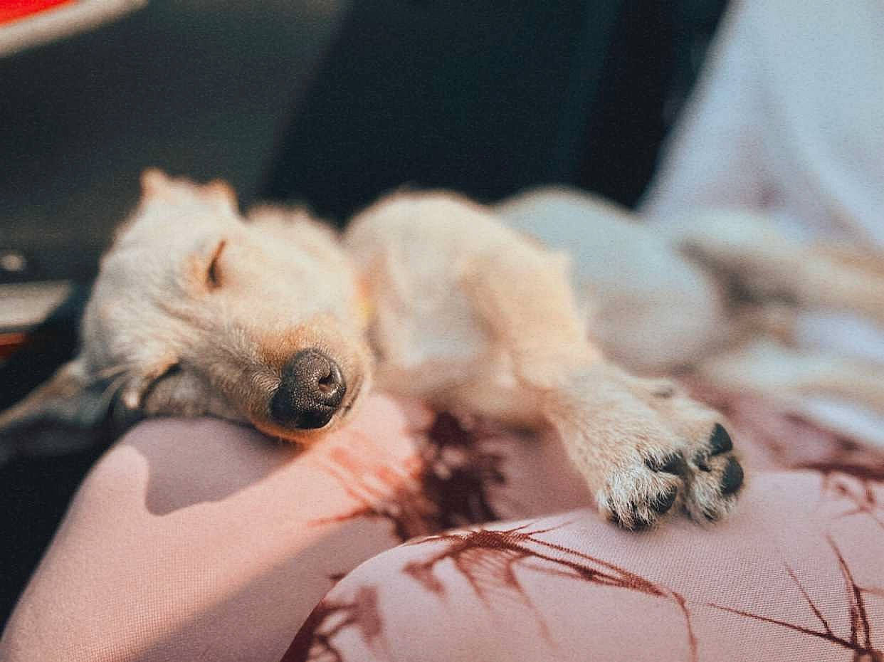 Kane joined the competition — help win amazing prizes! canidae, carnivore, claw, comfort, companion_dog, dog, dog_breed, fawn, felidae, fur, nap, paw, small_to_medium_sized_cats, snout, sporting_group, terrestrial_animal, terrier, toy_dog, whiskers, wildlife