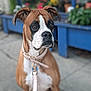 Ginger joined the competition — help win amazing prizes! dog, boxer, pet, outdoor, sidewalk, collar, leash, flower, plant, blue_planter, brown_dog, white_markings, animal, sitting, portrait, closeup, cute, canine, garden, daylight