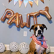Ginger is registered to the contest to win money with this photo: dog, boxer, bandana, balloons, paw_prints, party, celebration, indoor, flooring, wall, banner, decorations, pet, cute, sitting, collar, metallic, festive, animal, portrait