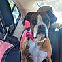 Ginger is registered to the contest to win money with this photo: dog, boxer, pet, car_interior, backseat, pearl_necklace, pink_bow, brown_and_white, animal, domestic_animal, seat_cover, window, sunlight, fabric, leather_seat, cute, portrait, sitting, indoor, vehicle