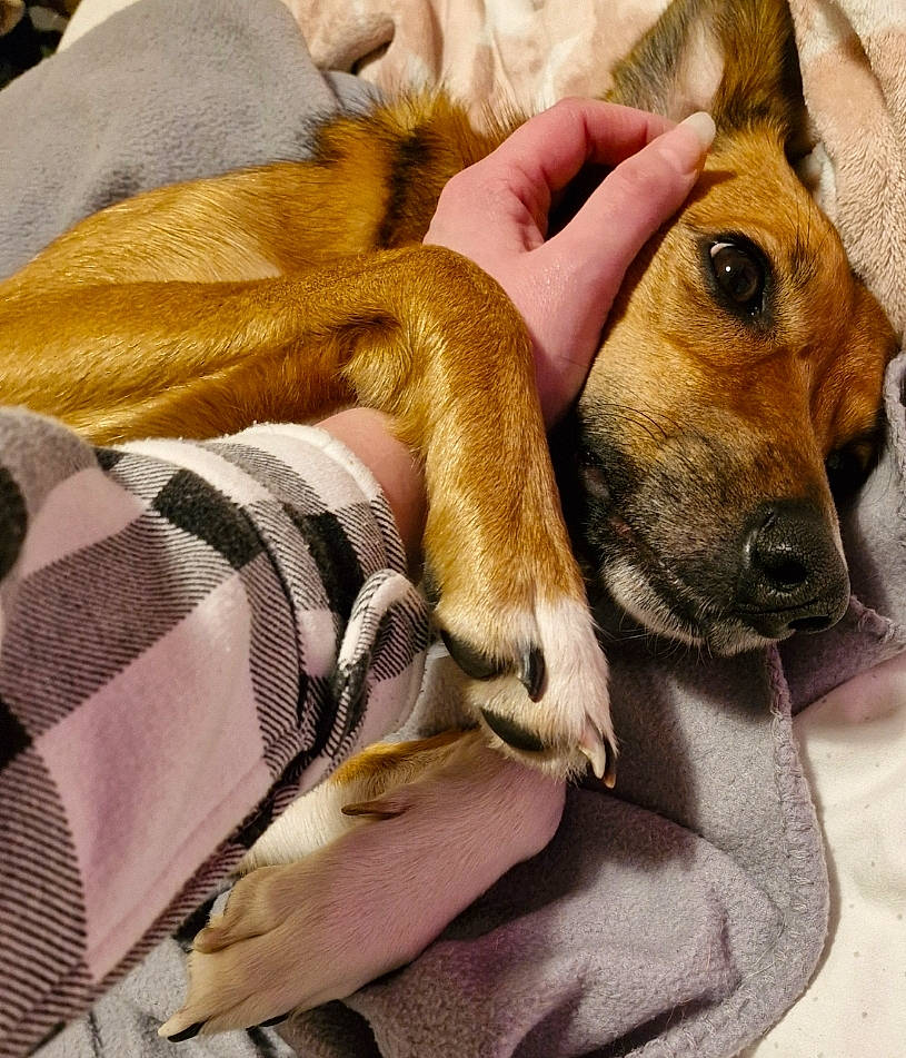 Bonnie joined the competition — help win amazing prizes! canidae, carnivore, comfort, companion_dog, dog, dog_breed, ear, fawn, fur, linens, nap, pattern, paw, puppy, puppy_love, selfie, sleep, snout, sporting_group, whiskers