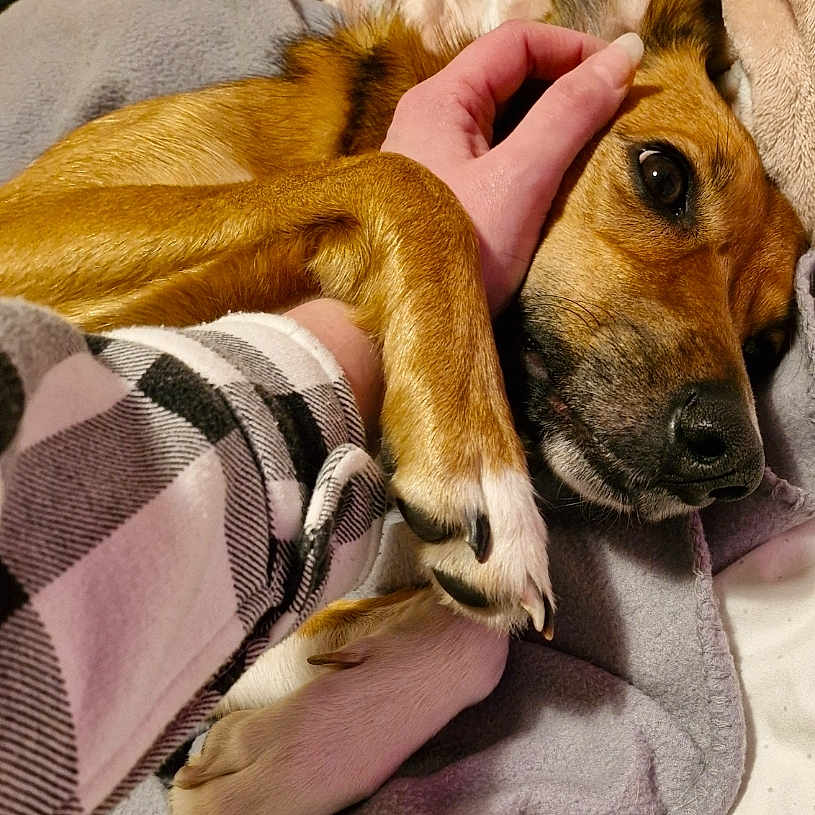 Bonnie