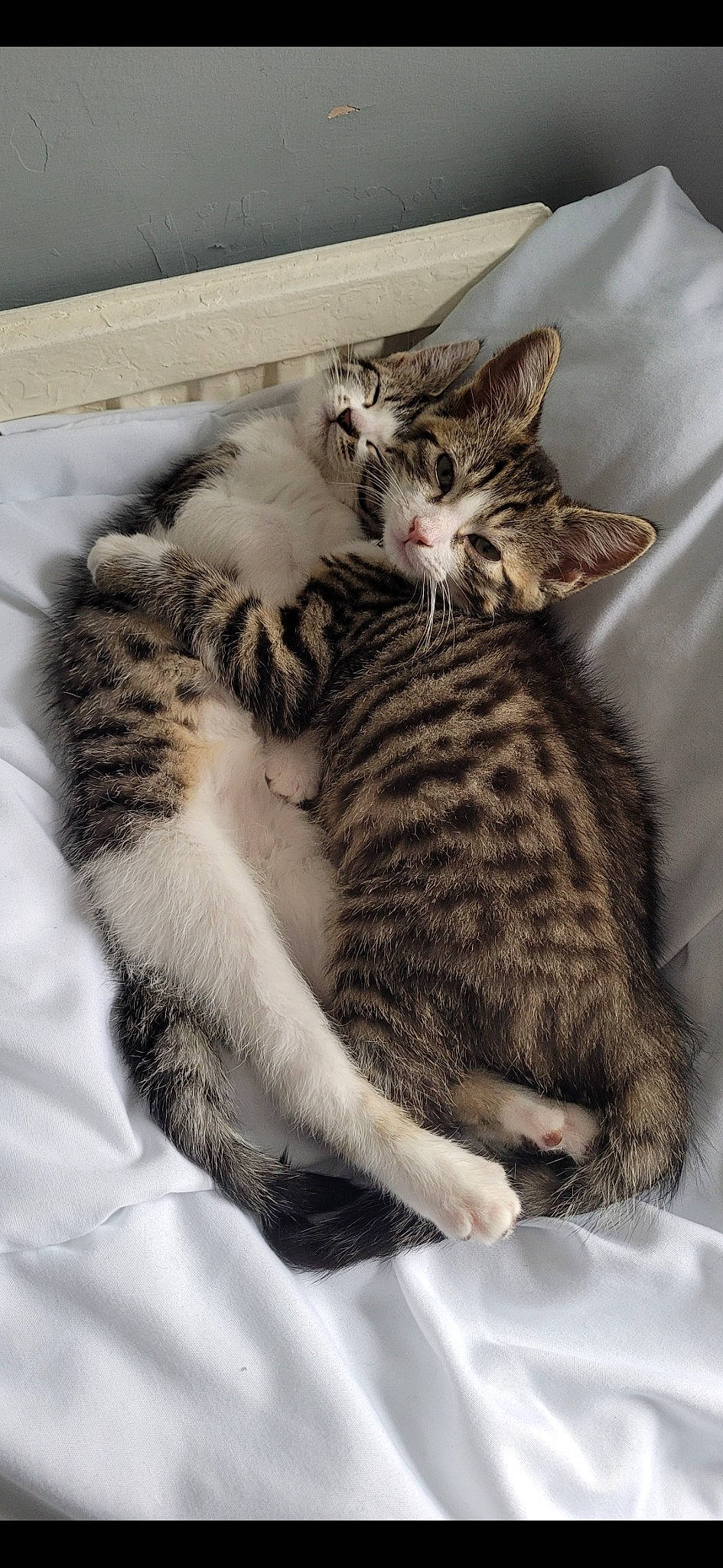 Charlie And Nova