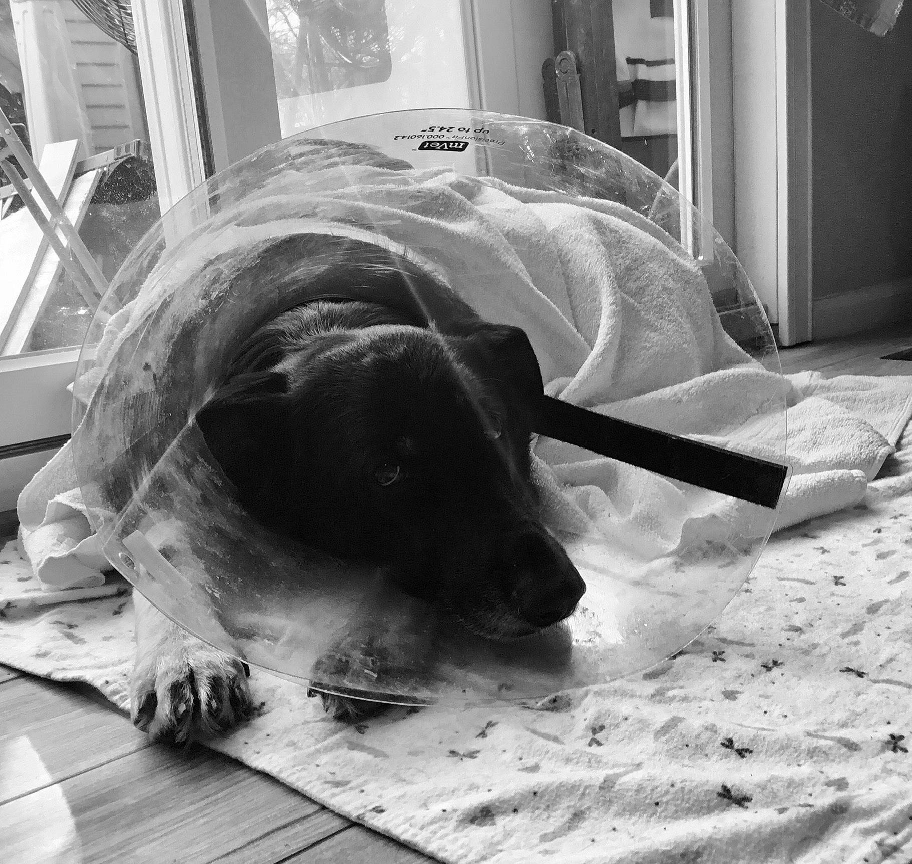 Autumn is registered to the contest to win money with this photo: basset_hound, black, black_and_white, canidae, carnivore, dachshund, dog, dog_breed, floor, great_dane, monochrome, monochrome_photography, nose, pointer, snout, sporting_group, style, weimaraner