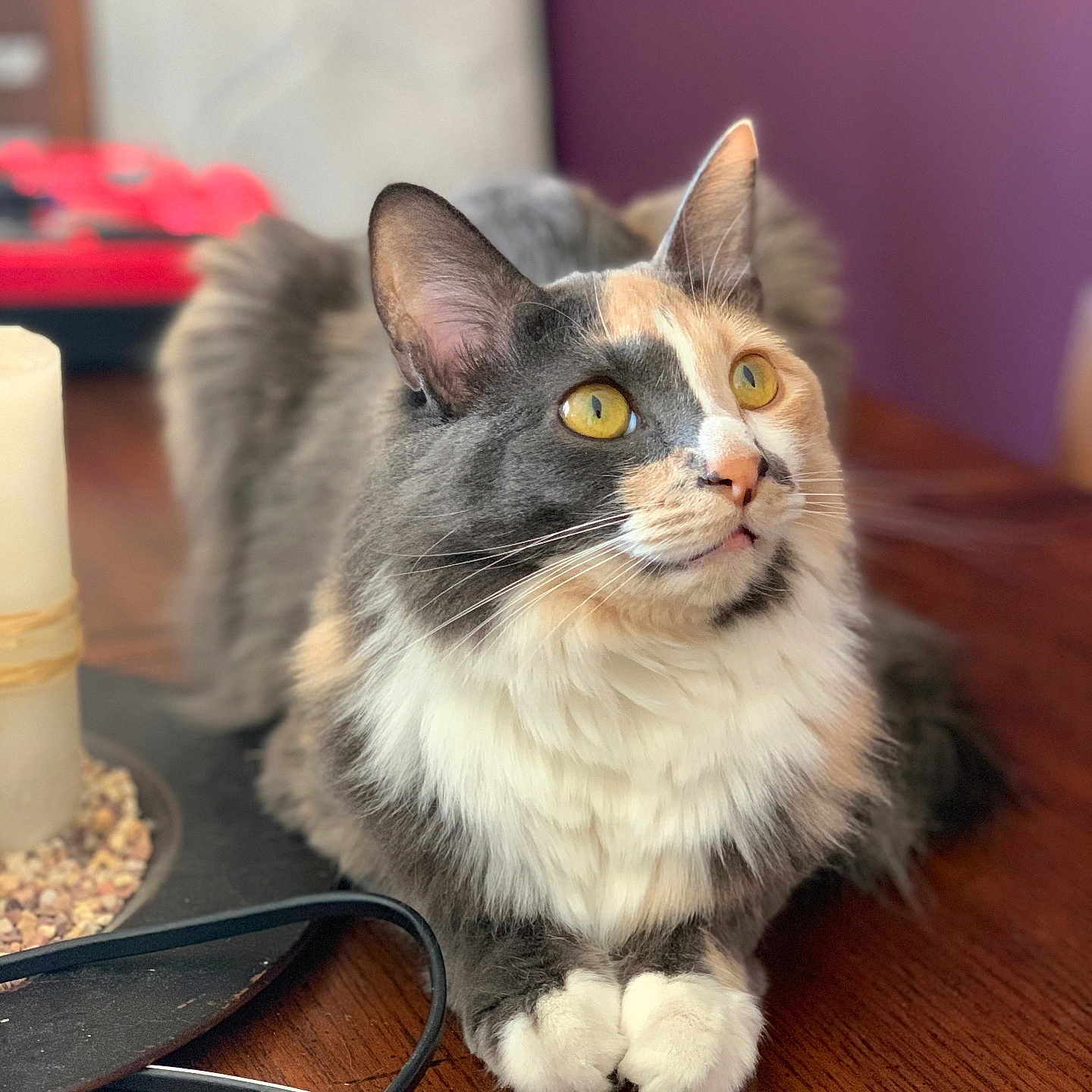 Lana is registered to the contest to win money with this photo: cat, fluffy, yellow_eyes, indoor, wooden_table, curious, multi_colored, pet, animal, close_up, fur, whiskers, domestic_cat, sitting, paws, tabletop, background_blur, purple_wall, household, cozy