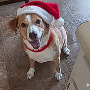 Minnie joined the competition — help win amazing prizes! animal, brown_and_white, christmas, companion_animal, costume, cute, dog, festive, happy, holiday, indoors, pet, photography, portrait, red_collar, santa_hat, sitting, smiling, table, tiled_floor