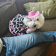 Snowball is registered to the contest to win money with this photo: brown_couch, casual, costume, couch, cow_print_dress, cozy, dog, fluffy_dog, indoor, jeans, living_room, love_text, person, pet_clothing, pillow, pink_hat, relaxed, seated, white_dog, wood_floor