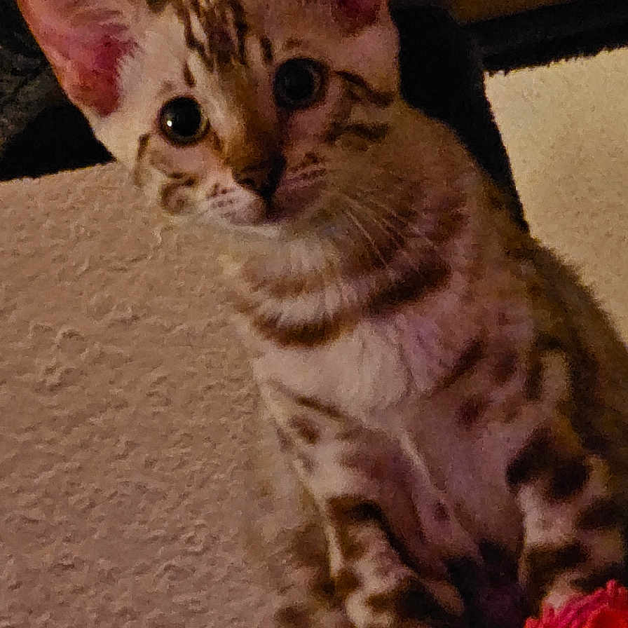Bahya