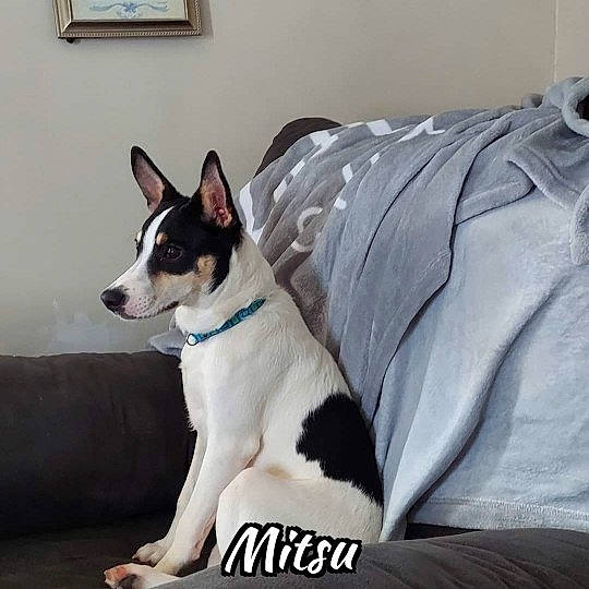 Mitsu is registered to the contest to win money with this photo: canidae, carnivore, collar, comfort, companion_dog, dog, dog_breed, dog_supply, door, linens, non_sporting_group, paw, pillow, puppy, snout, sporting_group, tail, whiskers, working_animal