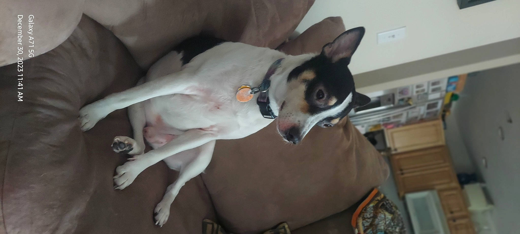 Mitsu is registered to the contest to win money with this photo: canidae, carmine, carnivore, chihuahua, collar, comfort, companion_dog, corgi_chihuahua, dog, dog_breed, dog_collar, dog_supply, ear, fawn, non_sporting_group, snout, sporting_group, toy_dog, whiskers, working_animal