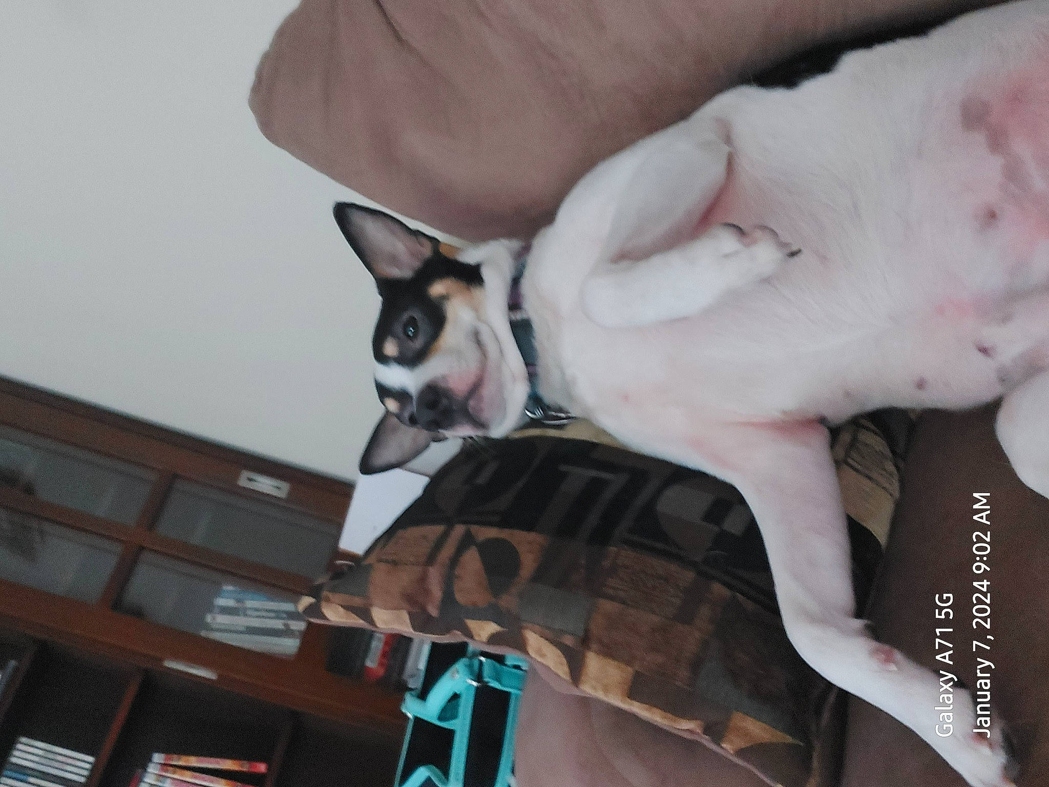 Mitsu is registered to the contest to win money with this photo: canidae, carnivore, companion_dog, dog, dog_breed, eyewear, fawn, felidae, font, fur, hand, human_leg, leg, nail, small_to_medium_sized_cats, snout, tail, thigh, toy_dog, whiskers