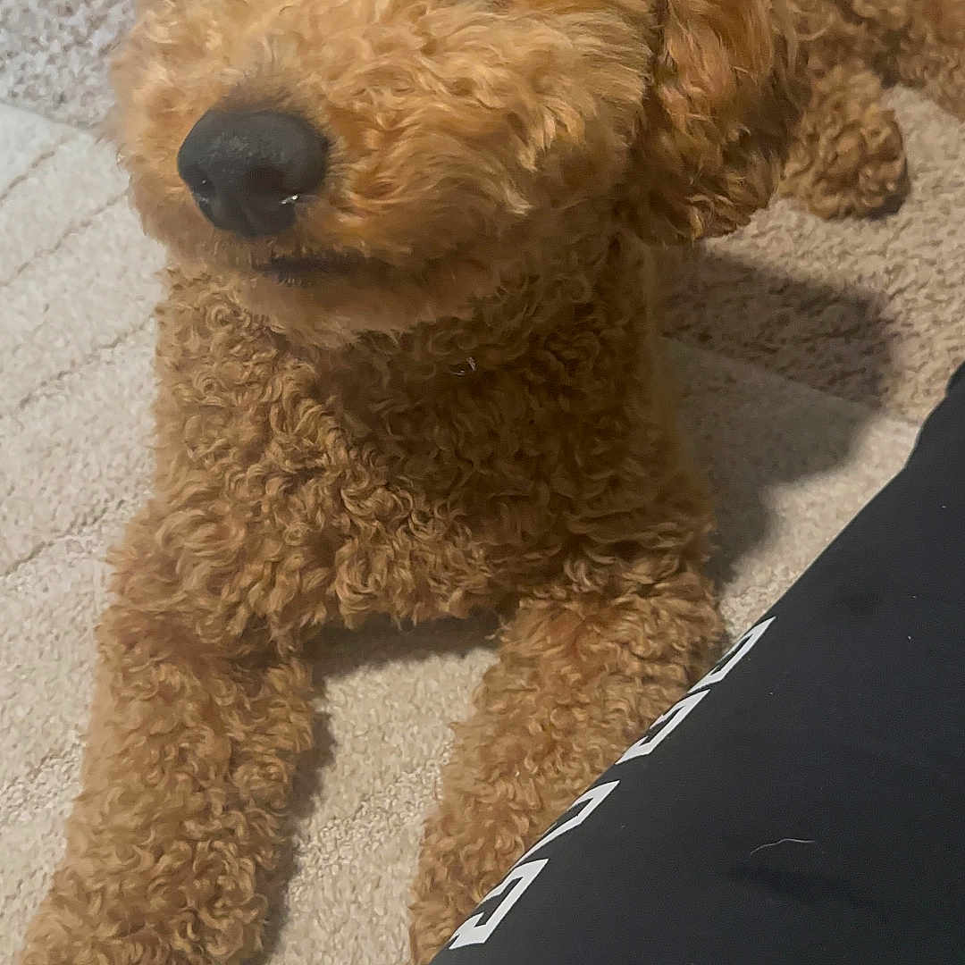 Romeo is registered to the contest to win money with this photo: animal, brown, carpet, close_up, companion, cozy, curly_fur, cute, dog, domestic_animal, ears, eyes, fur, home, indoor, laying_down, mammal, nose, pet, relaxed