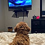 dog, brown_dog, fluffy, bed, blanket, television, tv_screen, living_room, furniture, dresser, boots, cozy, indoor, pet, watching_tv, cable, wall_mount, home, relaxation, fur
