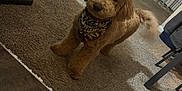 Romeo joined the competition — help win amazing prizes! dog, brown_dog, curly_fur, indoor, carpet, floor, bandana, pet, animal, cute, looking, head_tilt, furniture, home, cozy, tail, ears, eyes, domestic_pet, mammal
