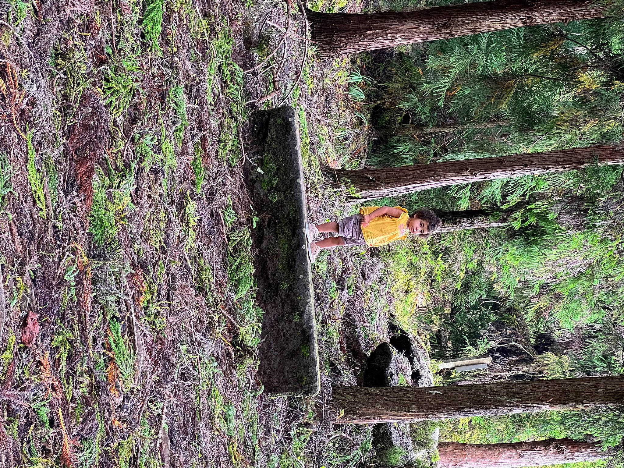 Anaïa participe au concours pour gagner de l'argent avec cette photo : building, forest, grass, green, groundcover, house, jungle, landscape, northern_hardwood_forest, person, plant, rectangle, shadow, shrub, tints_and_shades, tree, trunk, twig, window, wood