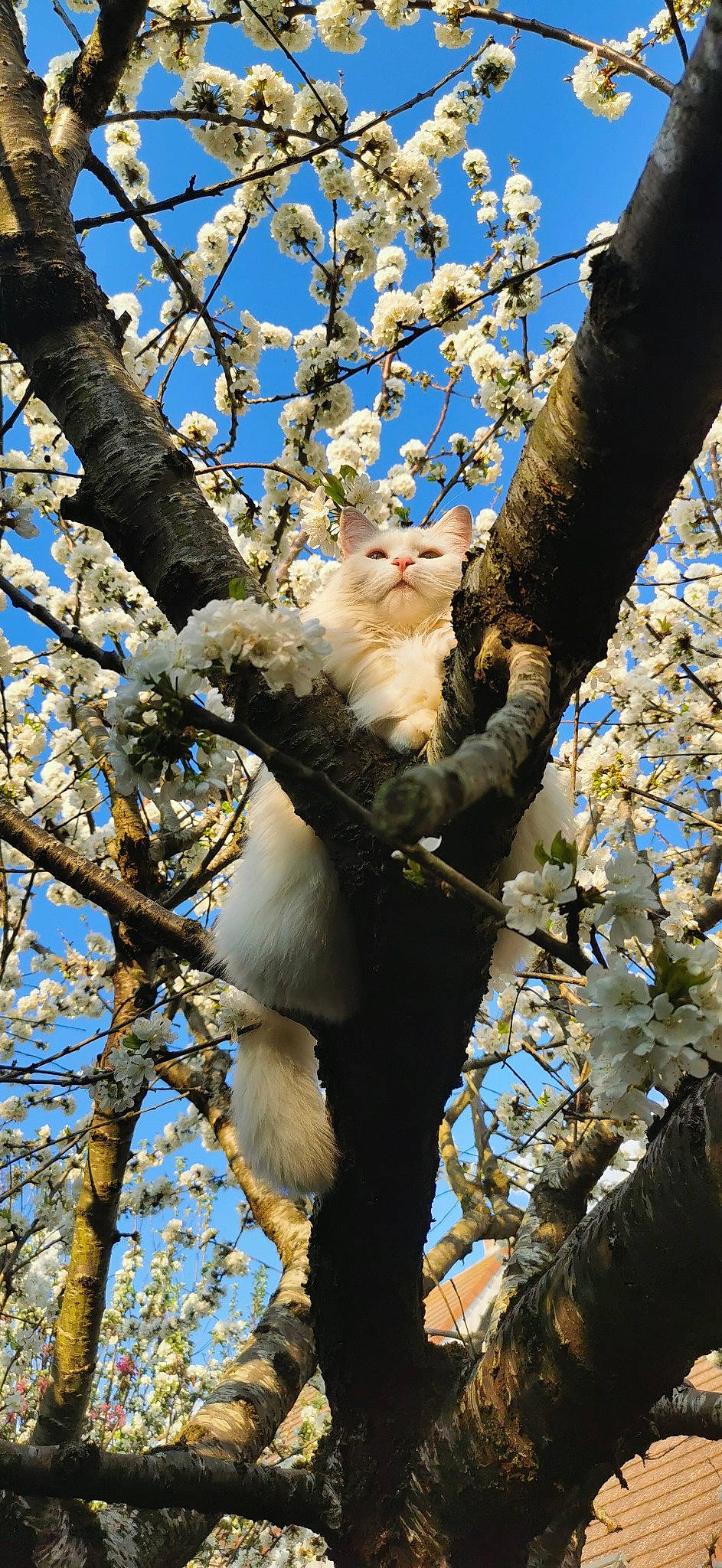 Dina participe au concours pour gagner de l'argent avec cette photo : blossom, branch, cat, daytime, deciduous, felidae, flower, flowering_plant, fur, plant, plant_stem, sky, spring, tail, tree, trunk, twig, wildlife, wood