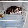 Vivi participe au concours pour gagner de l'argent avec cette photo : cat, kitten, fridge, yogurt, food, container, calico, animal, pet, curious, dairy, snacking, glass_shelf, white_background, domestic, small, indoor, mischievous, cute, feline