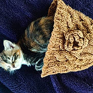 Vivi participe au concours pour gagner de l'argent avec cette photo : kitten, cat, sleeping, blanket, knitted, brown, purple, cozy, furry, pet, resting, cute, animal, soft, fur, domestic, nap, warm, comfort, small