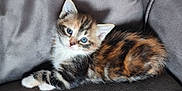 Vivi participe au concours pour gagner de l'argent avec cette photo : kitten, cat, feline, animal, pet, blue_eyes, fur, striped, multicolored, cute, small, young, couch, leather, indoor, resting, looking, closeup, domestic, adorable