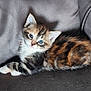 kitten, cat, feline, animal, pet, blue_eyes, fur, striped, multicolored, cute, small, young, couch, leather, indoor, resting, looking, closeup, domestic, adorable