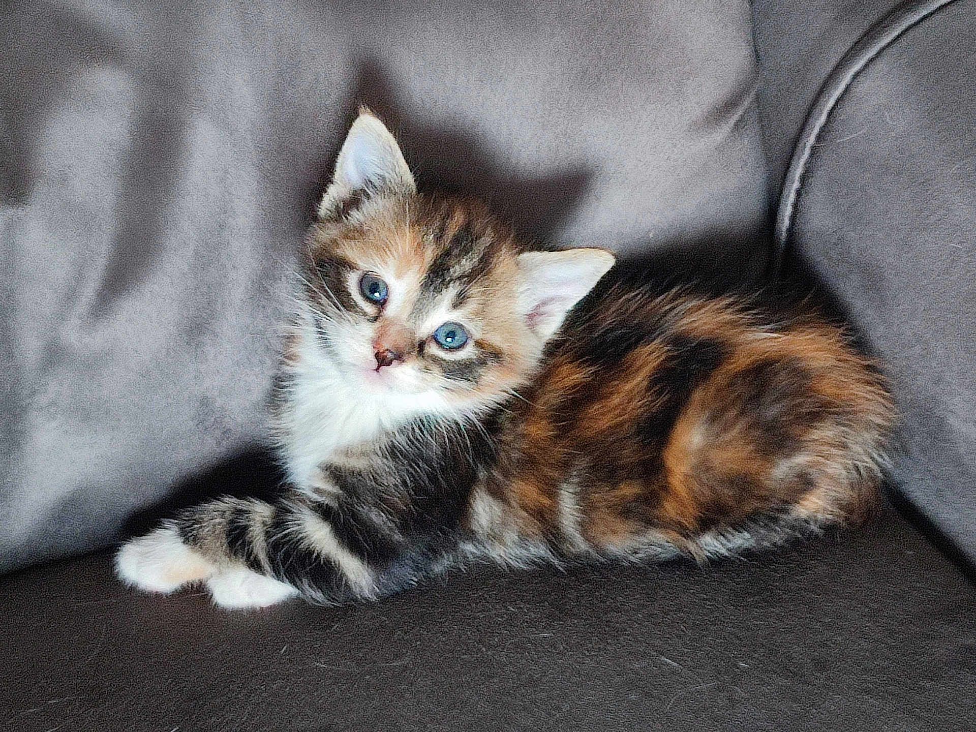Vivi participe au concours pour gagner de l'argent avec cette photo : kitten, cat, feline, animal, pet, blue_eyes, fur, striped, multicolored, cute, small, young, couch, leather, indoor, resting, looking, closeup, domestic, adorable