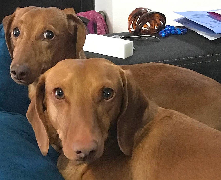 Rufus joined the competition — help win amazing prizes! bag, canidae, carnivore, collar, comfort, companion_dog, dog, dog_breed, dog_collar, dog_supply, ear, fawn, fur, liver, metal, pet_supply, snout, sporting_group, whiskers, working_animal